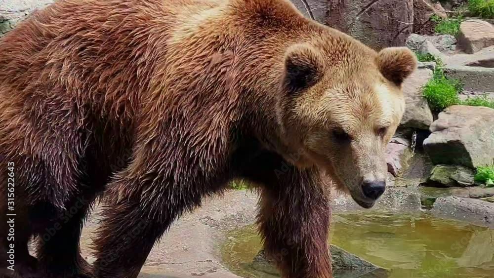 Closeup of brown bear with wet fur walking back and forth through the