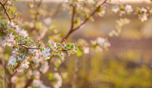 Close up of blooming buds of apple tree in the garden. Blooming apple orchard in spring sunset. © liubovyashkir