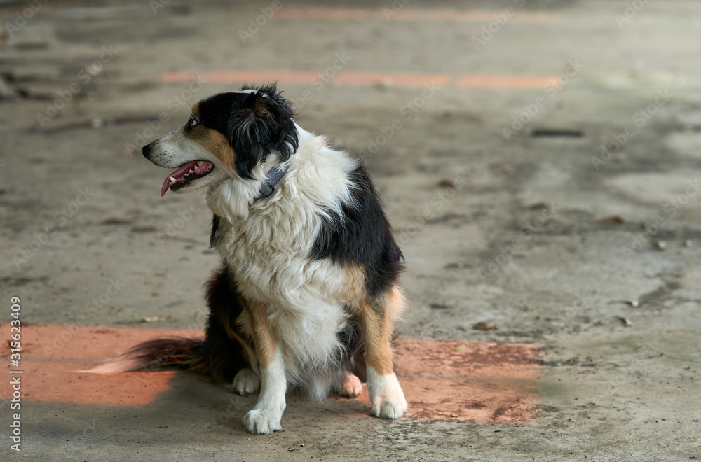A female tricolored Border Collie sitting in a patch of golden natural window light, on a dirty concrete warehouse floor; looking away to the left happily.