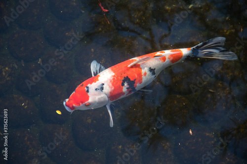Koi fish swimming in water garden © tang90246
