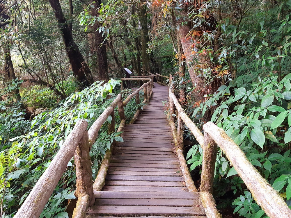 Fototapeta premium the pathway in the nature trail rute