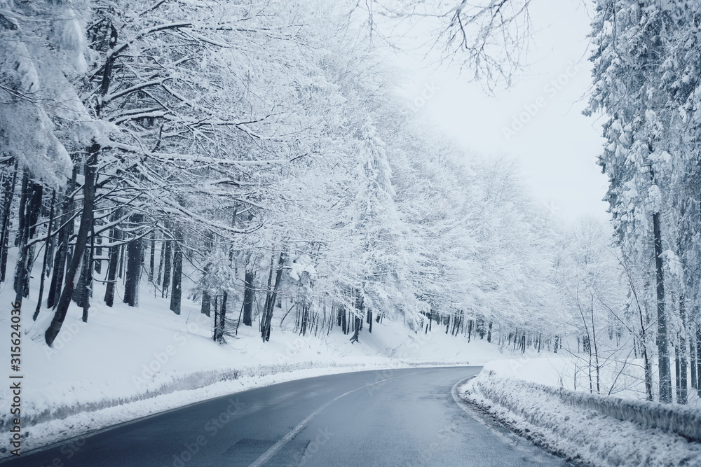 Fototapeta premium road in winter forest