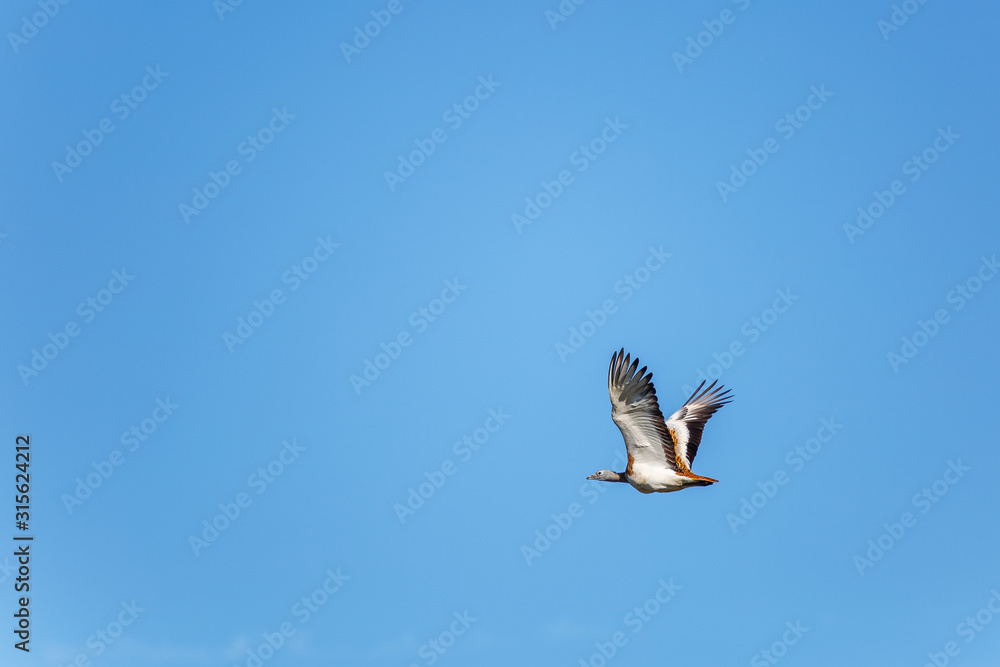 Fototapeta premium Avutarda común en vuelo. Otis tarda. Reserva Natural de Lagunas de Villafáfila, Zamora, España.