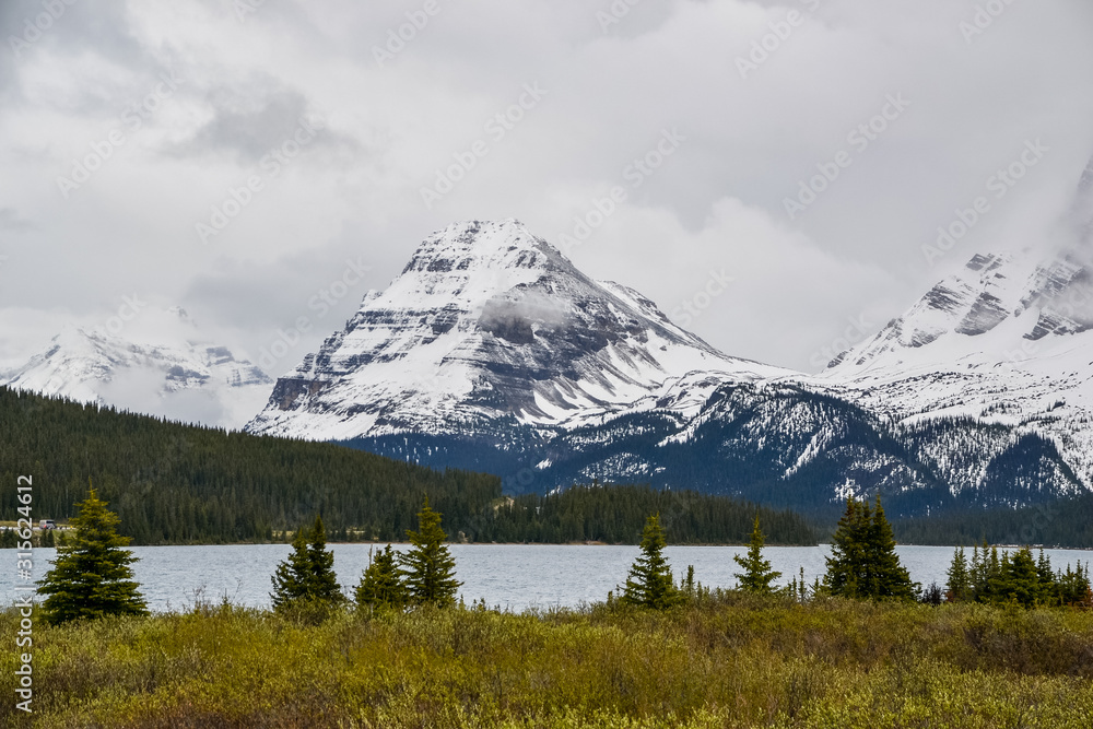 Damp yellow grass and pine trees in the foreground of Bow Lake surrounded by snow covered rocky mountains on a cloudy day.