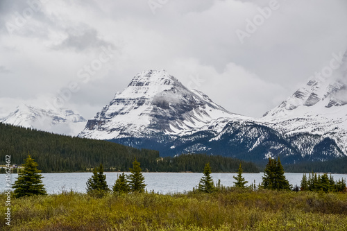 Damp yellow grass and pine trees in the foreground of Bow Lake surrounded by snow covered rocky mountains on a cloudy day.