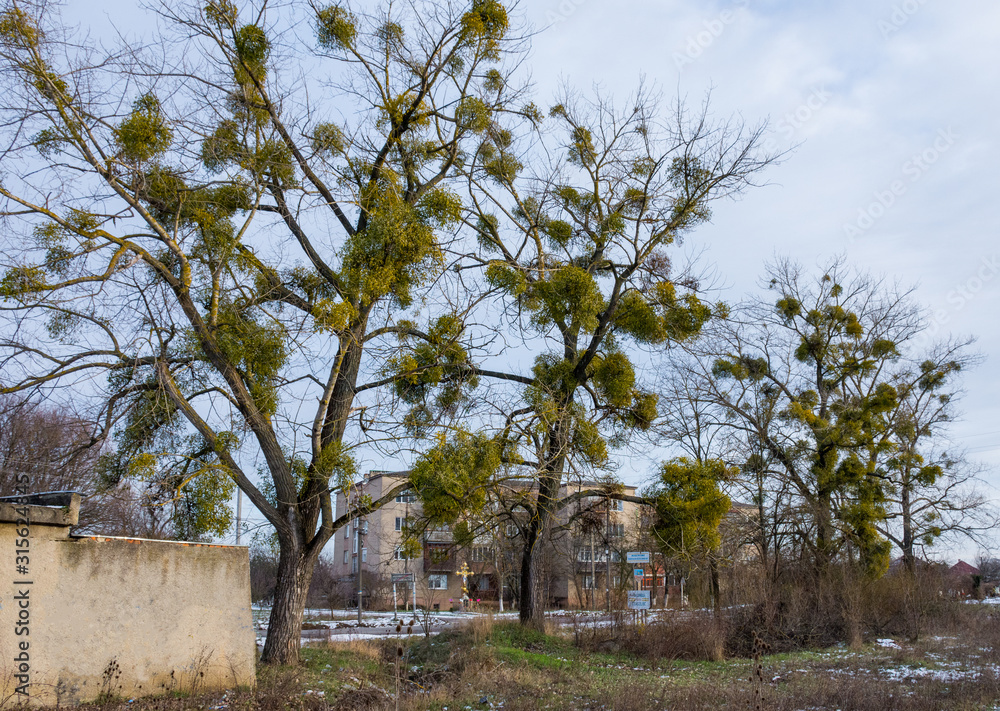 Fototapeta premium Mistletoe parasite plant