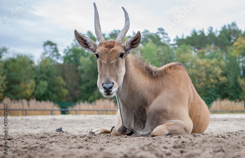 Portrait einer Elenantilope
