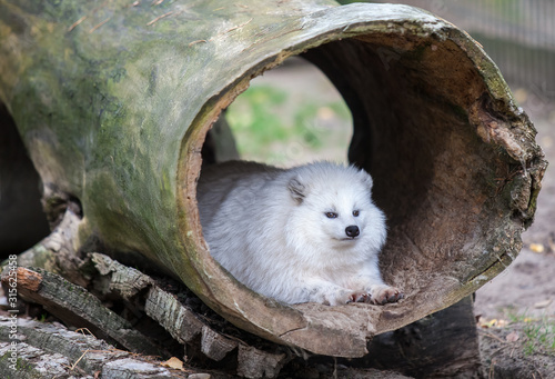 Marderhund in einem Baumstamm liegend