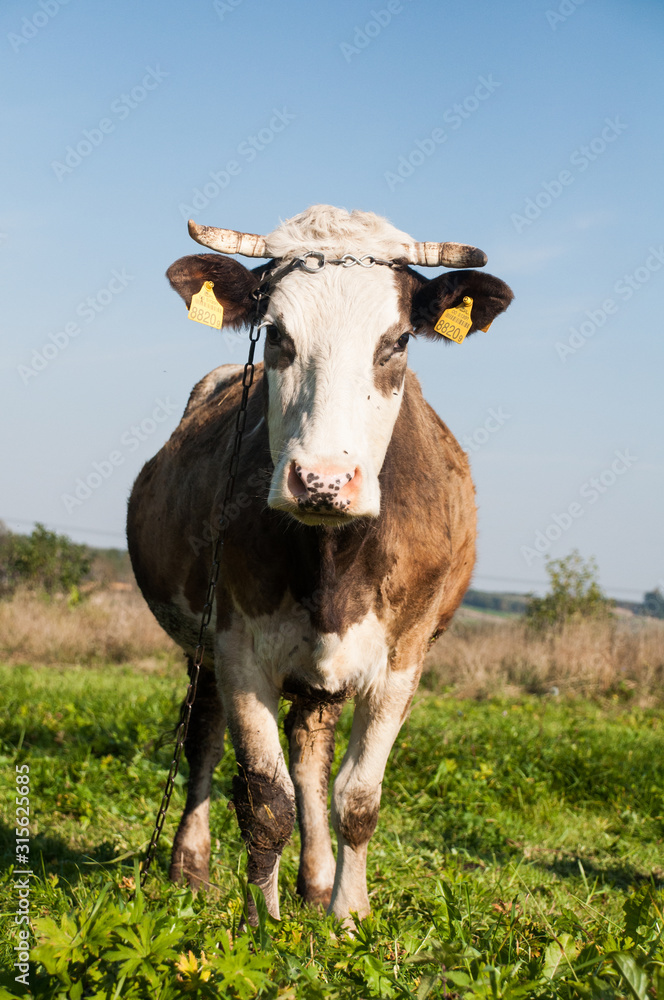 krowa łąka wieś cow