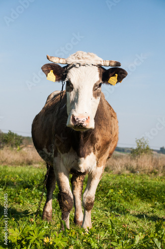 krowa     ka wie   cow