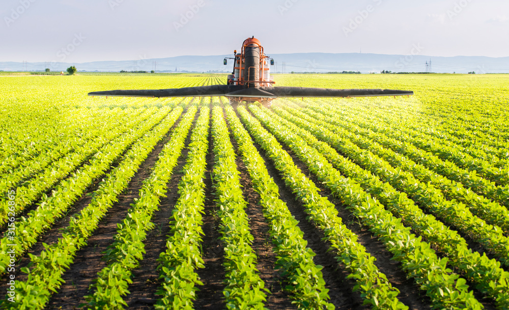 Tractor spraying soy field in sunset. Tractor spraying soy field in sunset.