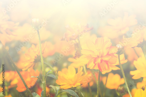 Floral background blooming in pastel tones © Nattawut