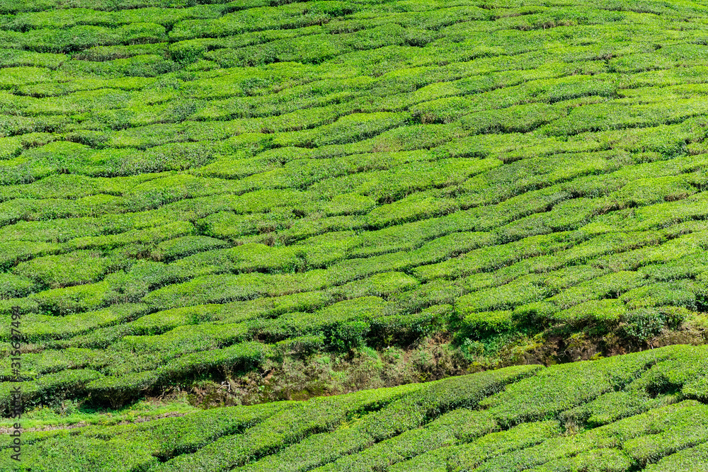 Full frame shot of tea plantation near Munnar in Kerala, South India on sunny day
