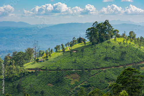 Scenic view over tea plantation and mountain landscape near Munnar in Kerala  South India on sunny day