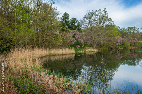 Quiet Lake Reflections