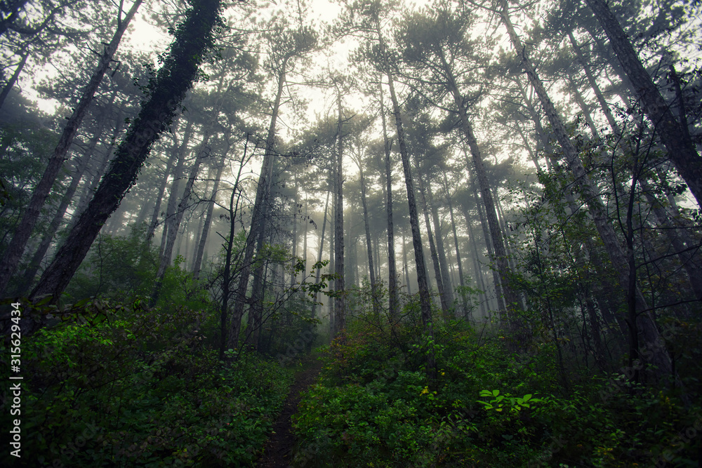 misty autumn forest