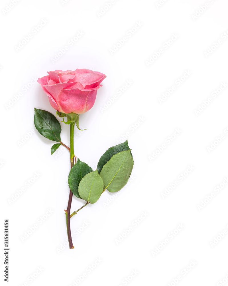 Fototapeta premium Beautiful pink roses