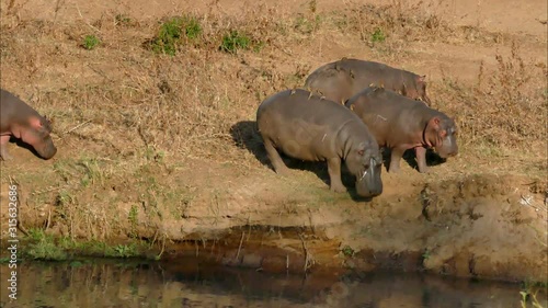 Hippo having rest in Kruger National Park photo