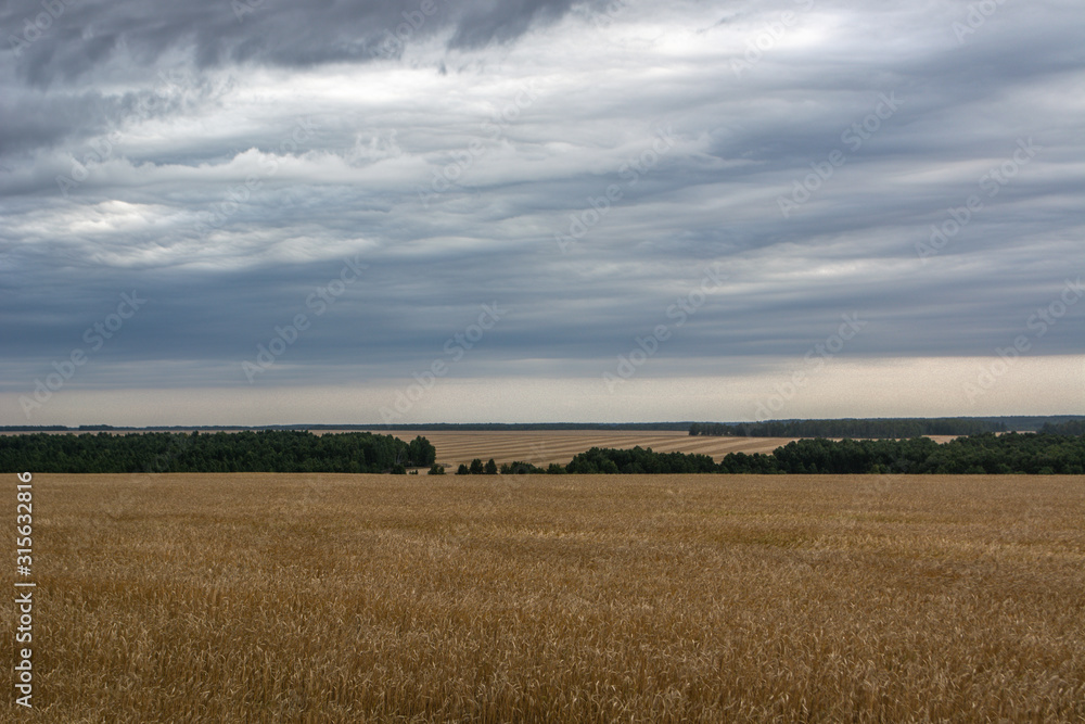 striped wheat field in cloudy weather, going beyond the horizon