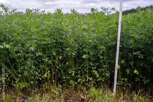 Foto Field of green alfalfa ready for mowing