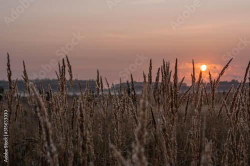 ears of corn in the field at dawn with the orange rising sun in the frame with the creeping fog