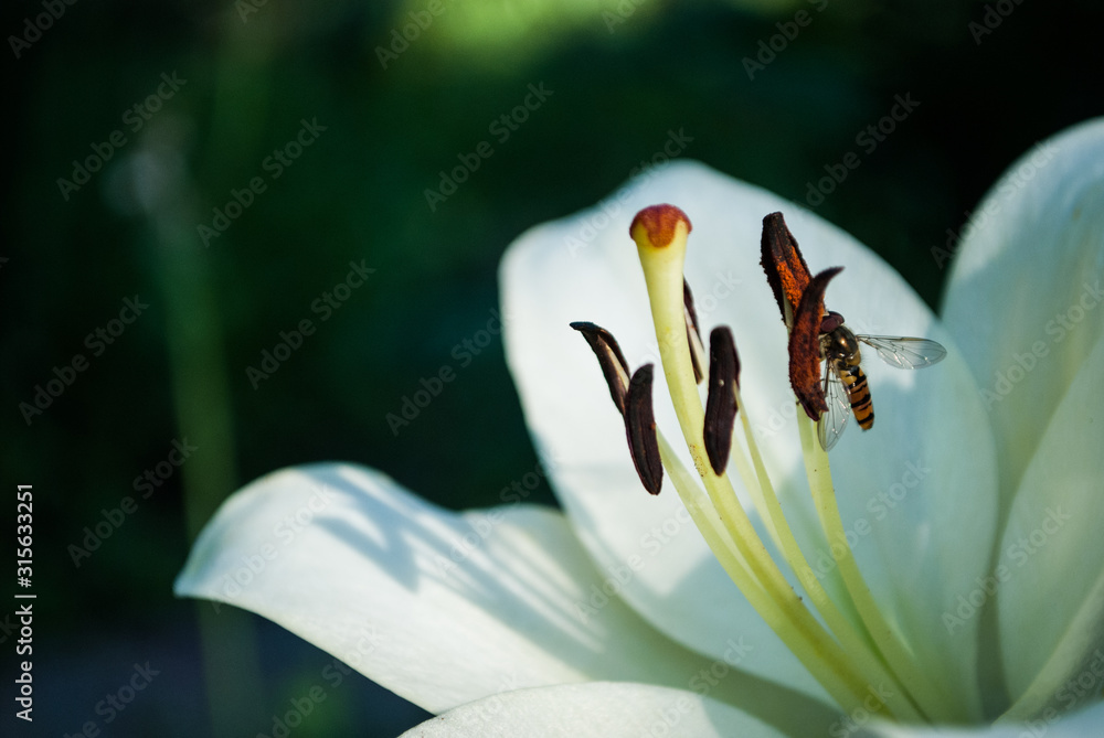 Fototapeta premium lilia biała kwiaty ogród