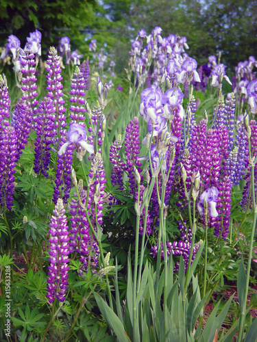 field of lavender flowers