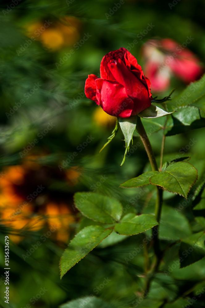 róża kwiat ogród czerwona róża