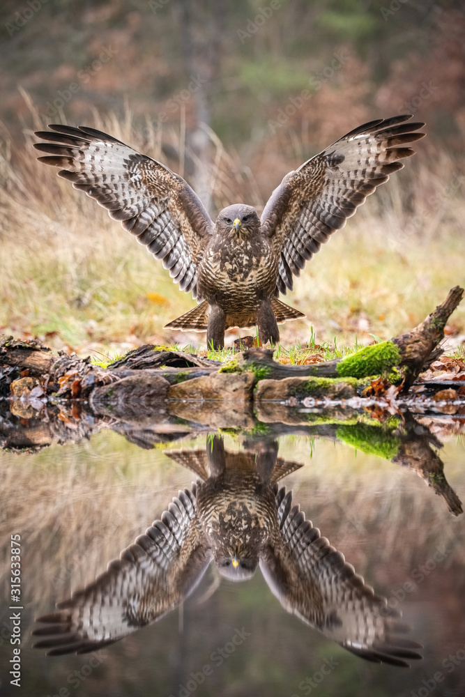 Obraz premium The Common Buzzard, Buteo buteo is is standing at the forest waterhole and preparing to drink, mirroring reflection on the surface, in the background is nice colorful bokeh of changing leaves, Czechia