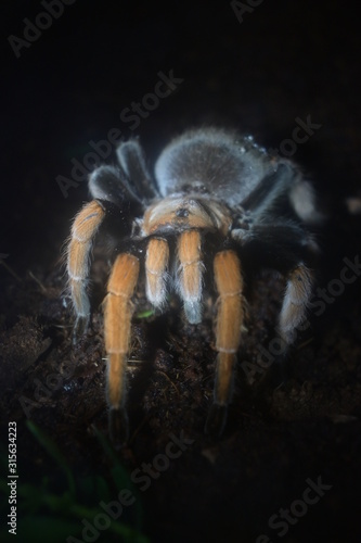 big spider animal in tunnel with cobweb catch