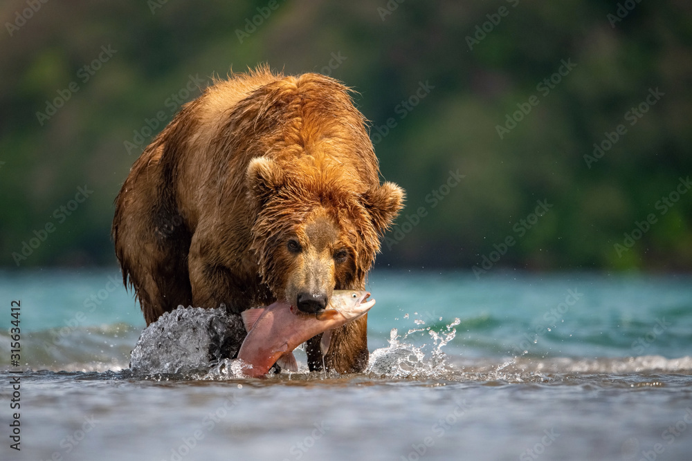 The Kamchatka brown bear, Ursus arctos beringianus catches salmons at Kuril Lake in Kamchatka, in the water The Kamchatka brown bear, Ursus arctos beringianus catches salmons at Kuril Lake in Kamchatka, in the water