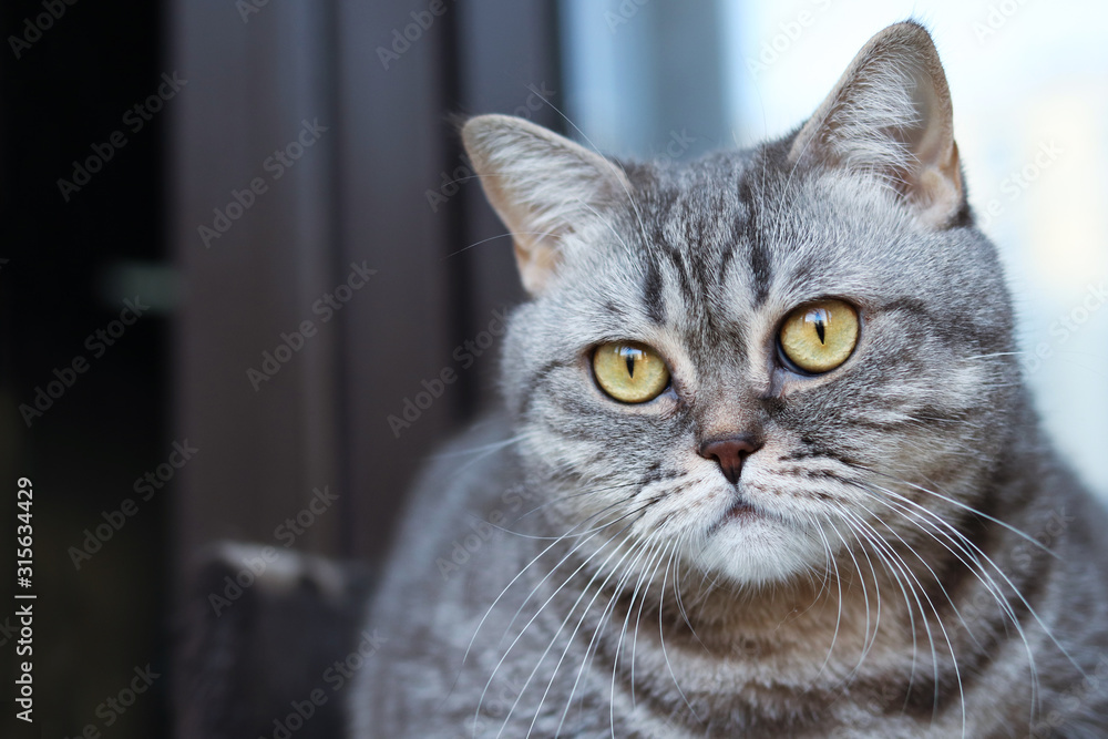 Grey striped cat looks into the camera, space for text Grey striped cat looks into the camera, space for text