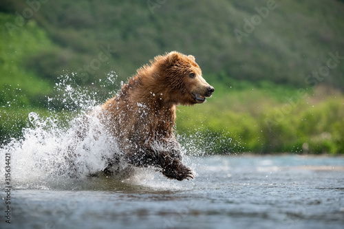The Kamchatka brown bear, Ursus arctos beringianus catches salmons at Kuril Lake in Kamchatka, running in the water, action picture photo