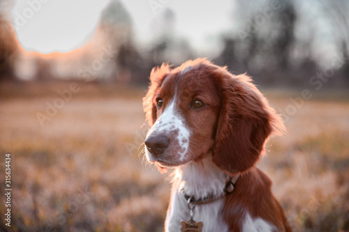 Fototapeta Naklejka Na Ścianę i Meble -  Cute little puppy of welsh springer spaniel breed. Dog portrait on meadow.