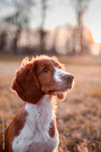 Cute little puppy of welsh springer spaniel breed. Dog portrait on meadow.