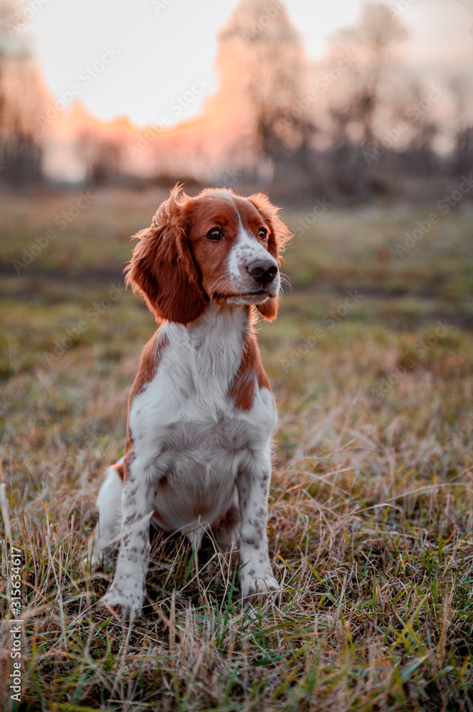 Cute little puppy of welsh springer spaniel breed. Dog portrait on meadow. - obrazy, fototapety, plakaty 