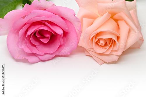 Fototapeta Naklejka Na Ścianę i Meble -  beautiful pink and orange rose flower isolated on white background