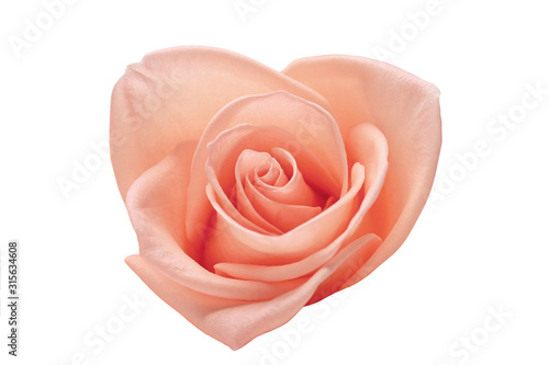 pink rose gold color tone with heart shape, beautiful flower isolated on white background used for ornament design romantic love concept
