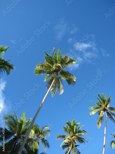  Beautiful palms and blue sky. Exoticism. Closeup of a palms tree.