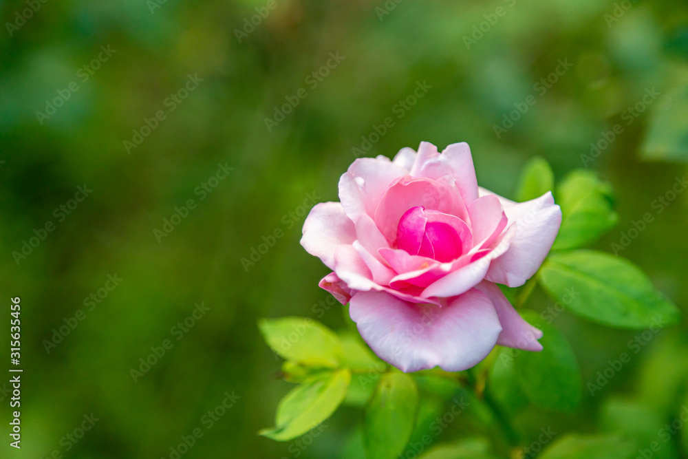 Coral rose flower in roses garden. Top view. Soft focus. Coral rose flower in roses garden. Top view. Soft focus.