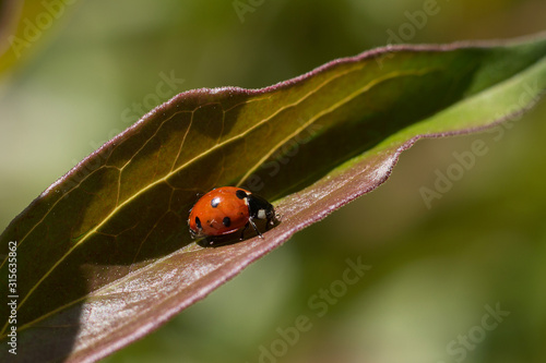 Little ladybug on a leaf close-up.