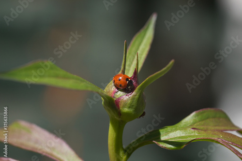 Little ladybug on a leaf close-up. © Elena