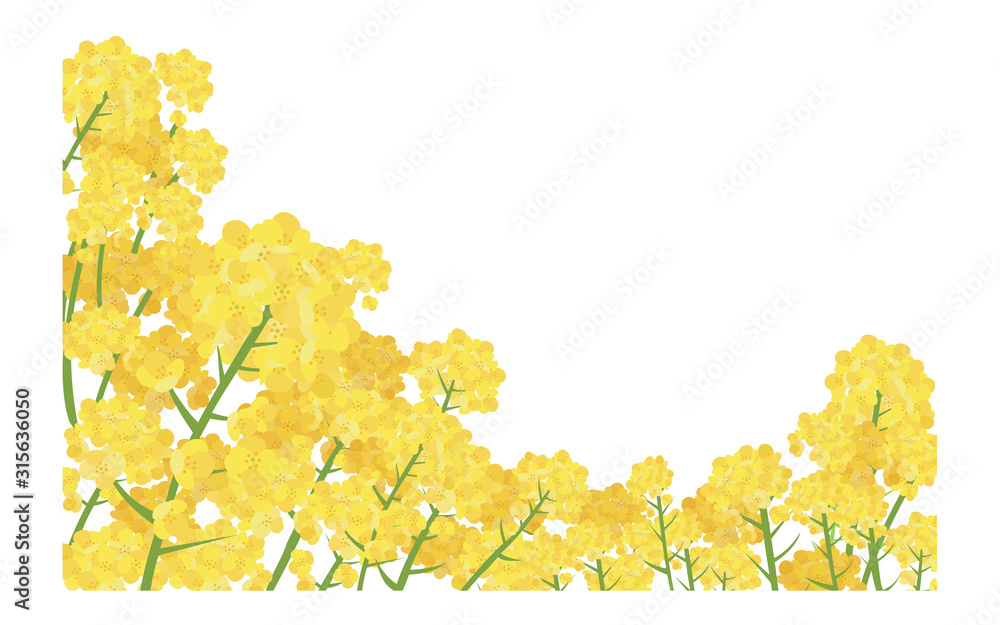 イラスト素材　菜の花 なのはな　ナノハナ　花畑　横構図　ベクター