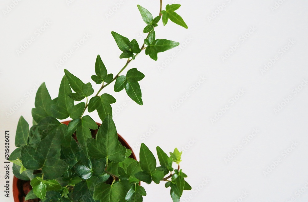 観葉植物 アイビー 癒し 屋内 観葉植物 アイビー 癒し 屋内