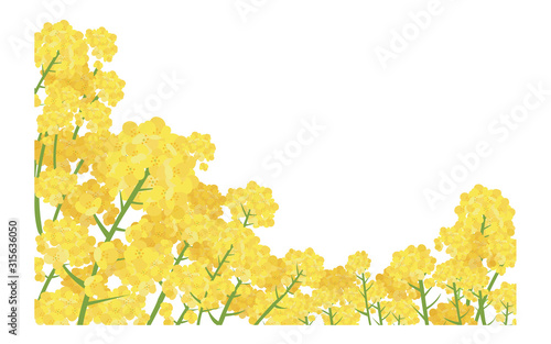 イラスト素材　菜の花 なのはな　ナノハナ　花畑　横構図　ベクター