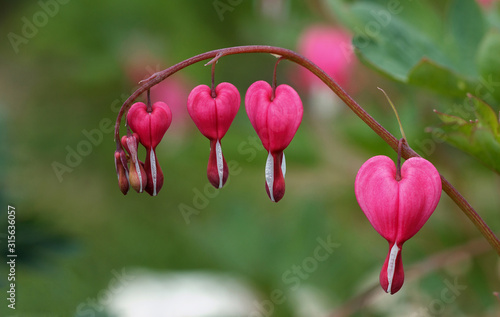 Dicentra spectabilis pink bleeding hearts in bloom on the branches, flowering plant in springtime garden, romantic flowers.