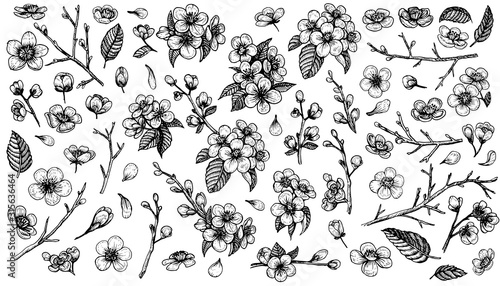 Blooming cherry vector, sketch elements. Sakura vintage flower blossom collection.