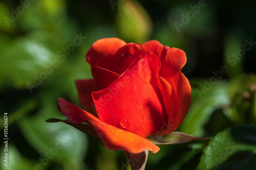 Nahaufnahme einer blühenden roten Rose