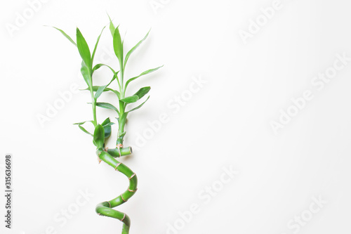 stalk of bamboo on left side isolated with copy space on white background