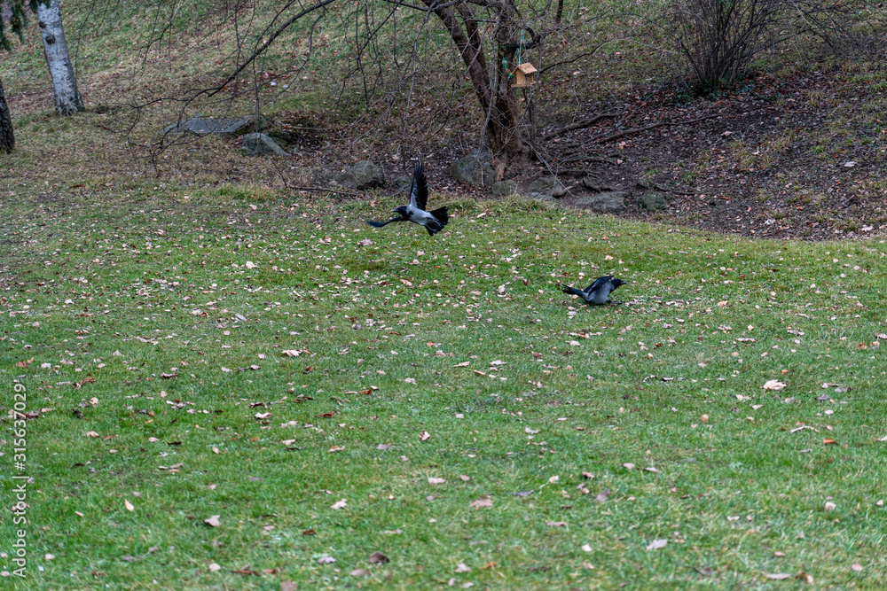 Krähen suchen nach Essen